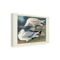 Artон Jamesејмс Аудубон „Бело крилести сребрени галеби“ платно уметност