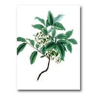 Антички зелени лисја растенија IV сликарство платно уметнички принт