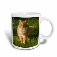 3дроза Портокалова таби мачка, Флорида, САД-САД МПР-Мареза Прајор - Керамичка Кригла, 15-унца